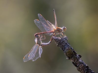 Ernoe Dr Barsi (Hungary) - Mating wheel